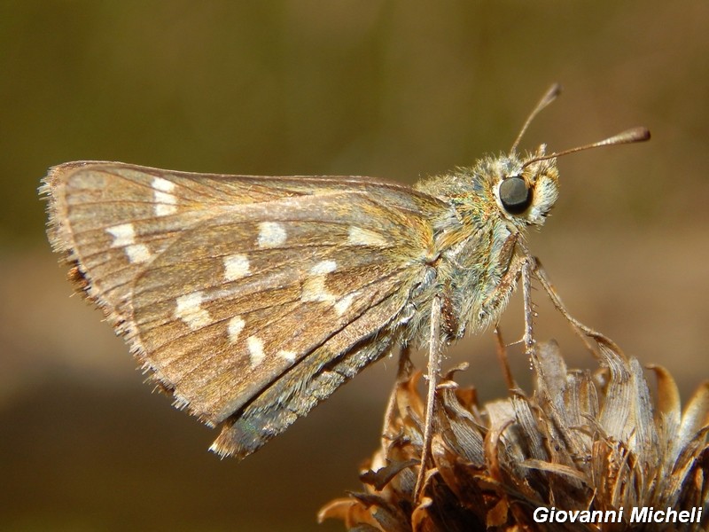Hesperia comma